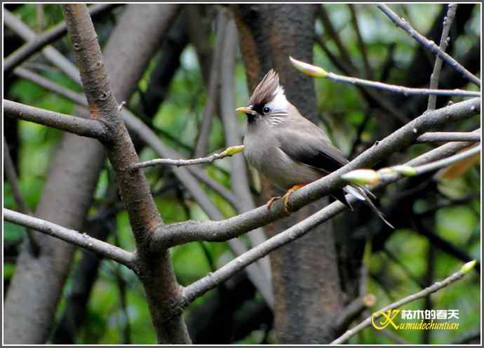 阴天拍鸟之鈥湴琢旆镳题潯菊掌