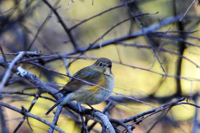 雌性红胁蓝尾鸲(8) 雌性红胁蓝尾鸲(8)