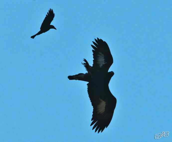 永定河峡谷再遇金雕