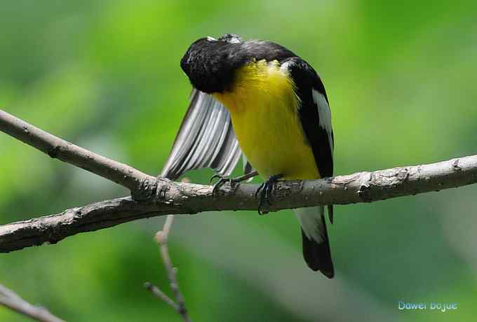 再拍:白眉.紫背和黄鹂 再拍:白眉.紫背和黄鹂