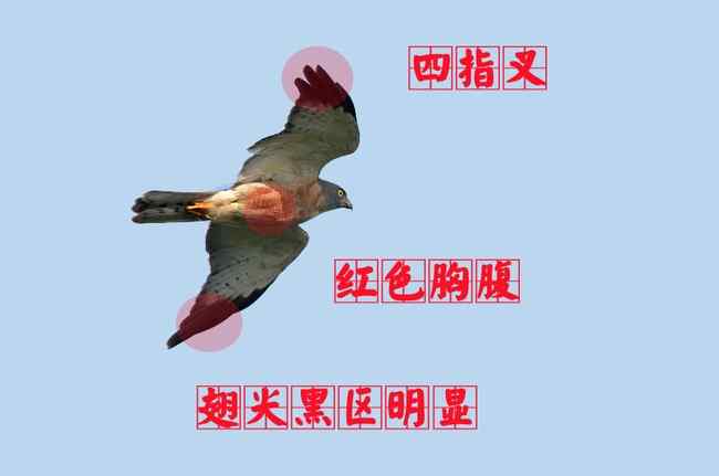 猛禽大全——中国东部地区27种迁徙类猛禽辨识