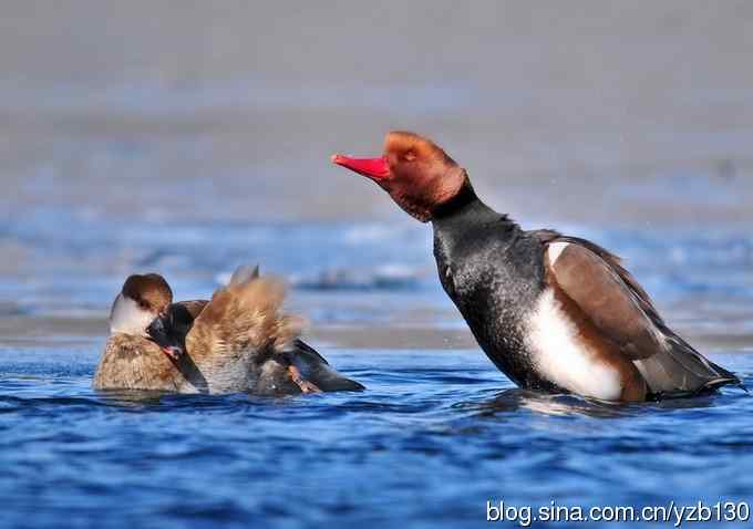 冰之蓝&bull;赤嘴潜鸭&bull;元宵节快乐（组图，15张图片）