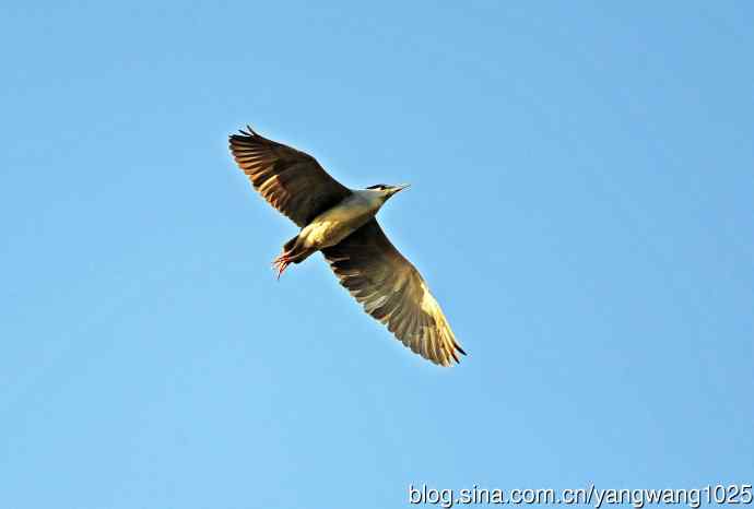 北京动物园的鸟类——飞（夜鹭）83