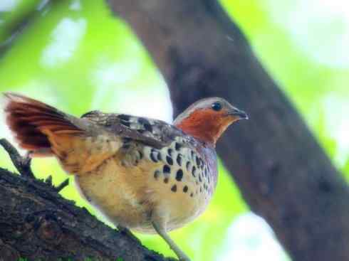 家禽驯化之源之九