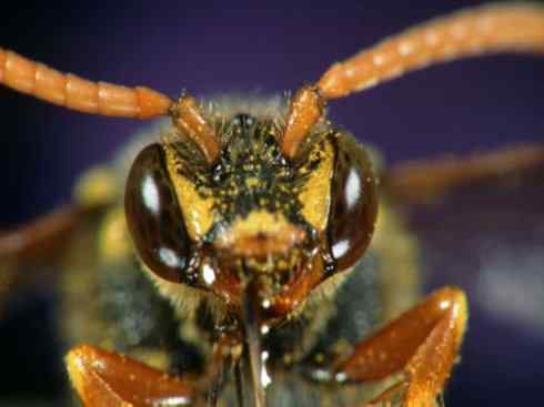 十大喜食蜂蜜动物：胡蜂