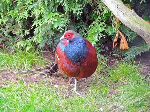 凤凰：传说的鸟原型探秘（雉鸡）