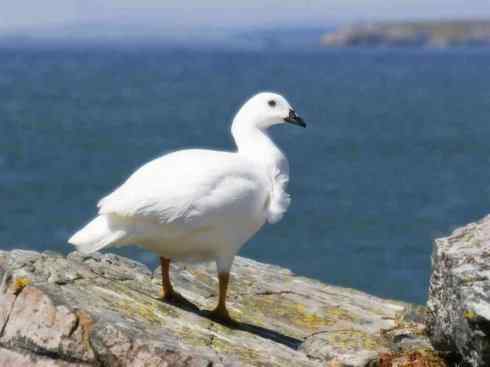 欣赏:美丽的草雁 欣赏:美丽的草雁