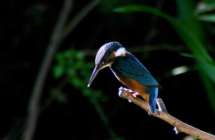 光影中的小小翠