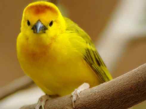 美丽无罪：雀鸟之寡妇鸟