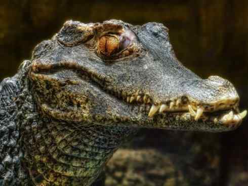 龙:传说的兽原型探秘(短吻鳄类) 龙:传说的兽原型探秘(短吻鳄类)