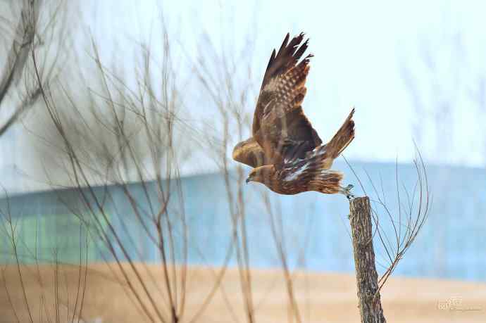 对黑耳鸢K07-012837的12次记录 对黑耳鸢K07-012837的12次记录