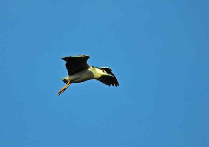 飞(夜鹭)60 飞(夜鹭)60