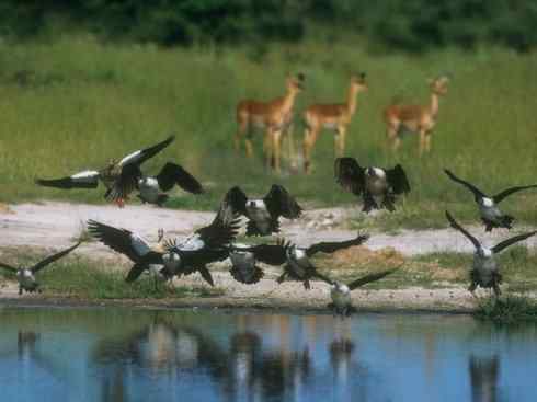 奇特的盔：瘤鸭