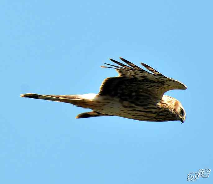 北京西山 wbr路 wbr白尾鹞 北京西山 wbr路 wbr白尾鹞