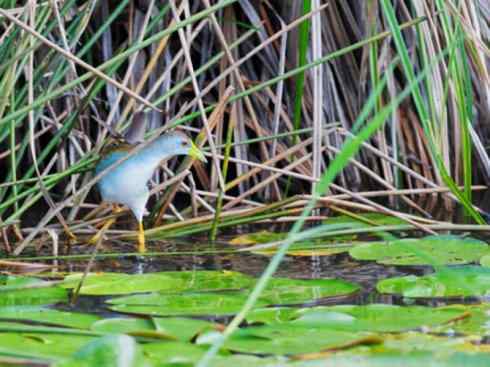 奇特的盔：紫水鸡