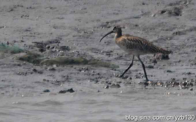 打到一只杓鹬，高兴ing鈥︹Γㄗ橥迹