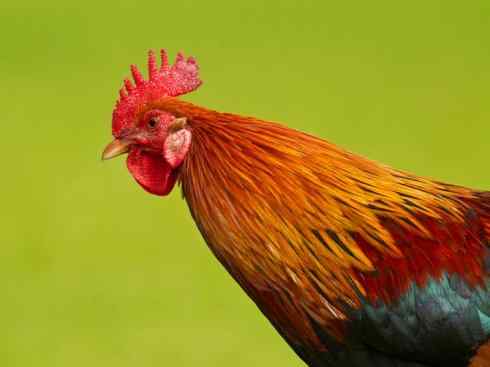 凤凰：传说的鸟原型探秘（原鸡）