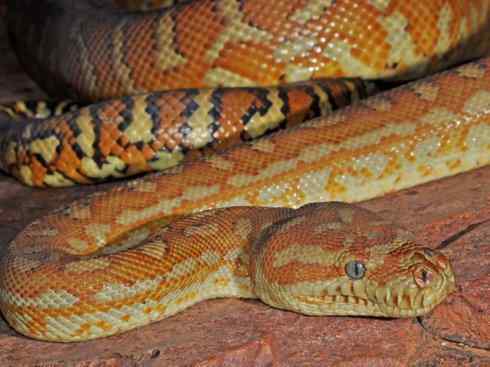 龙：传说的兽原型探秘（树蟒类）