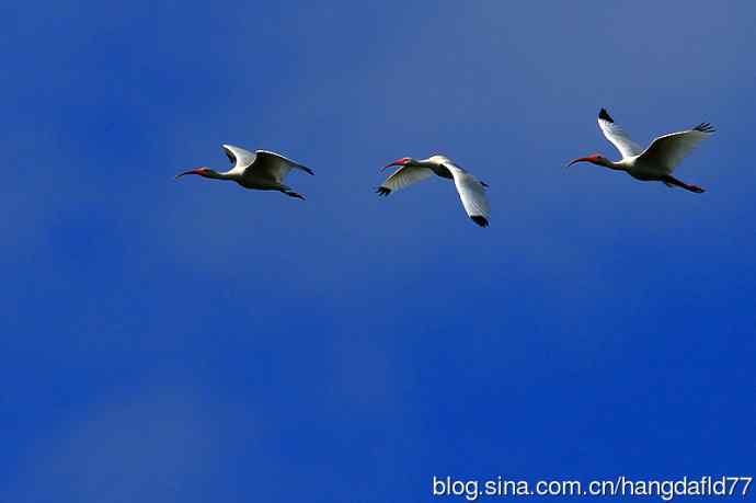 美洲白鹮(3) 美洲白鹮(3)