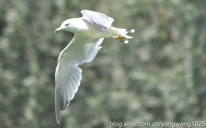 飞（海鸥） wbr1