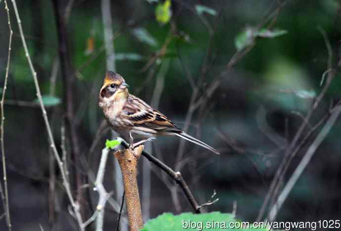 雌性黄喉鹀（1）