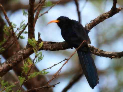 绝色攀禽:戴胜与林戴胜2 绝色攀禽:戴胜与林戴胜2