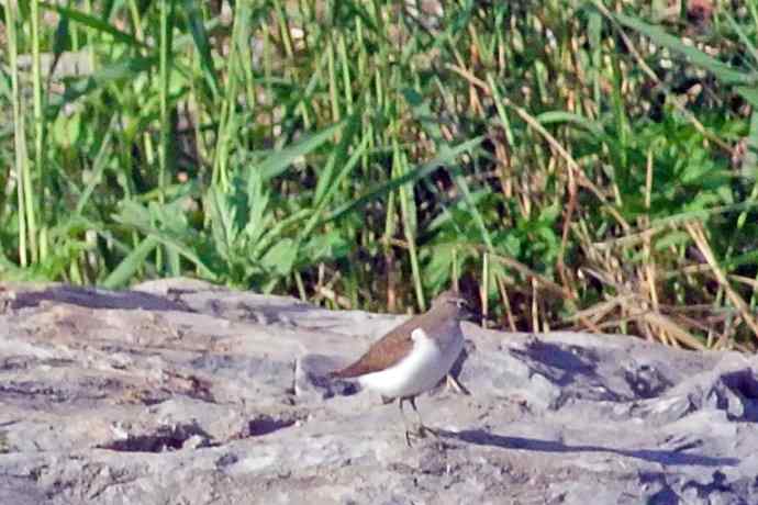 青脚鹬（记录版）