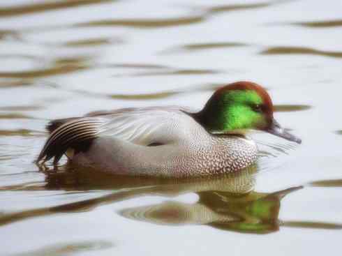 雁鸭之最之十（罗纹鸭、巨头鹊鸭、埃及雁）
