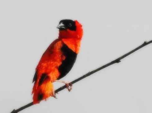 美丽无罪：雀鸟之寡妇鸟