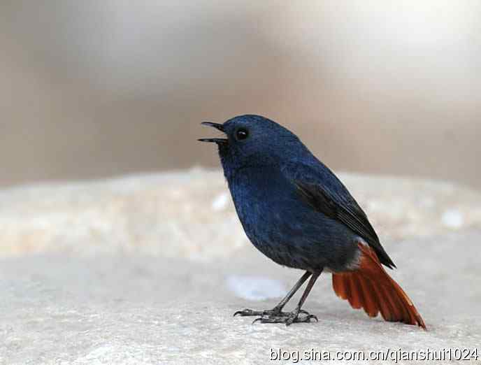 它可真能叫.十渡的红尾水鸲GG