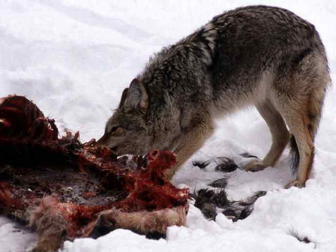 犬科:犬亚科犬属之郊狼、红狼 犬科:犬亚科犬属之郊狼、红狼