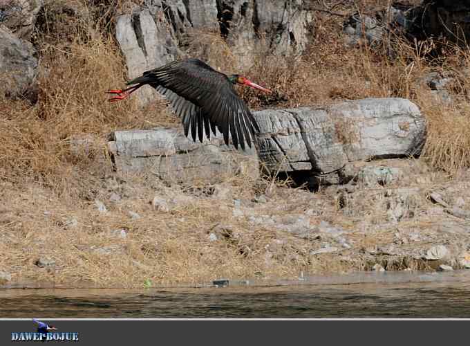 黑鹳和鱼狗 黑鹳和鱼狗