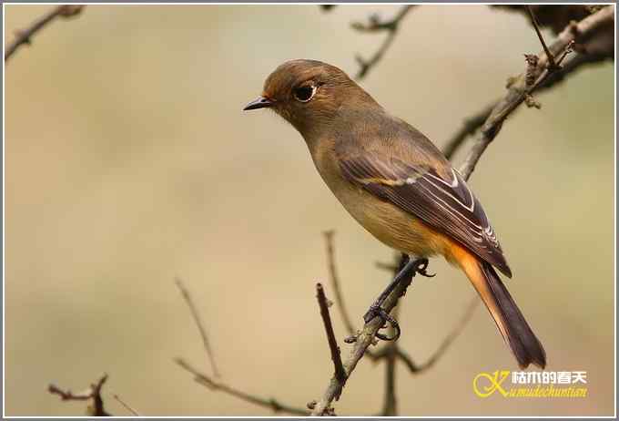蓝额红尾鸲MM【照片】