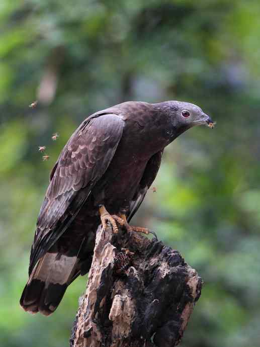 【吃蜜蜂的鹰---蜂鹰】