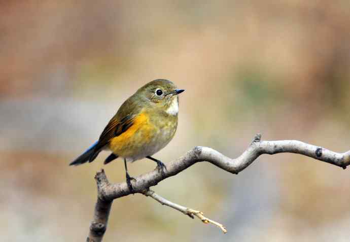 雌性红胁蓝尾鸲(15) 雌性红胁蓝尾鸲(15)