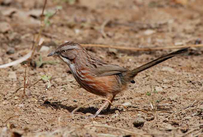 三只小鸟 wbr满园春色