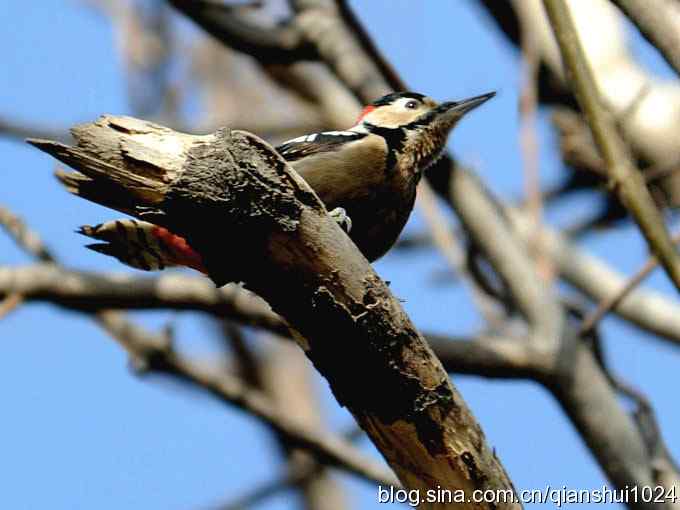 植物园里的大斑啄木鸟