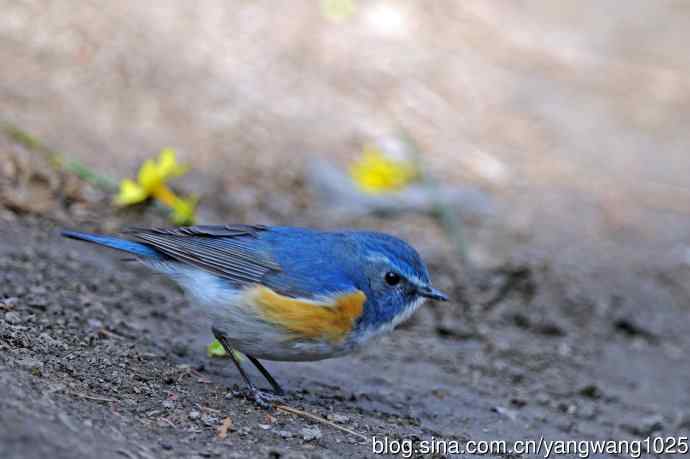 雄性红胁蓝尾鸲（21）