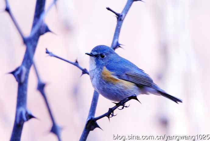 北京天坛公园的鸟类——雄性红胁蓝尾鸲（11）