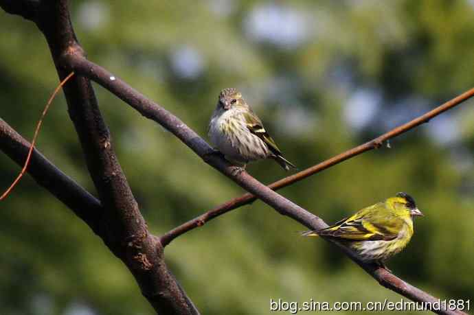 初哥守株待兔之收获