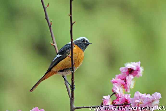 雄性北红尾鸲（27）