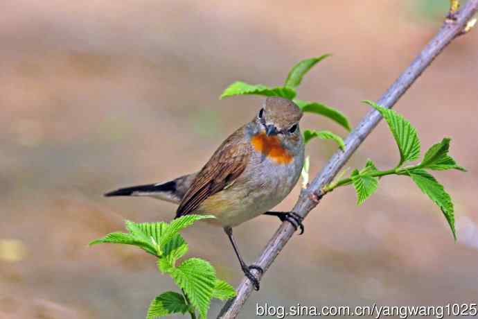 北京天坛公园的鸟类——雄性红喉姬鹟（15）