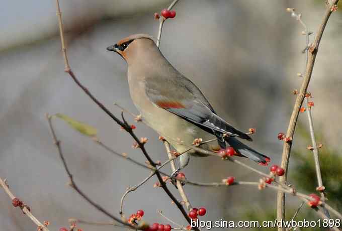 太平鸟归来 太平鸟归来
