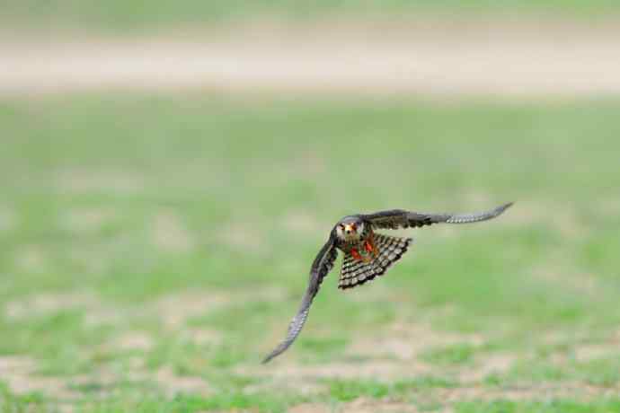 周末野鸭湖（自然摄影）