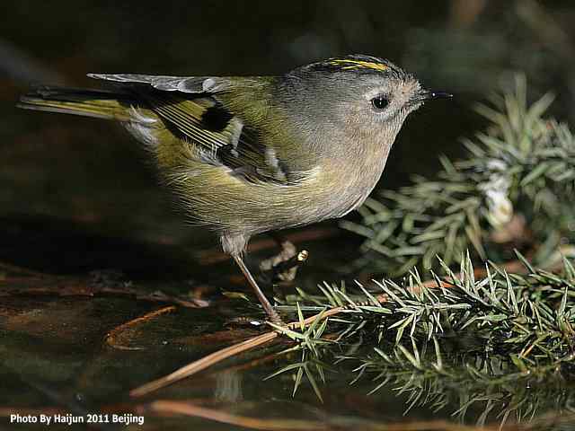 暮然回首 wbr. wbr戴菊却在天坛水洼处