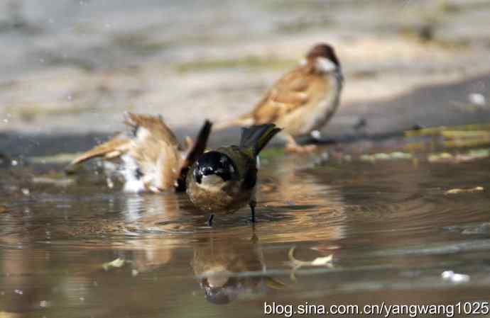 白头鹎bei（白头翁）