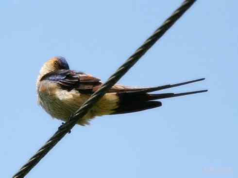 十大鸟类建筑师之一（家燕、金丝燕）