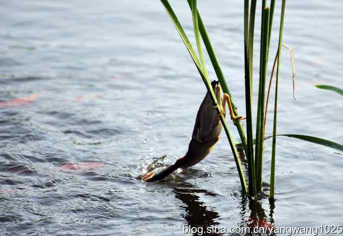 黄苇鳽的早餐（记实）
