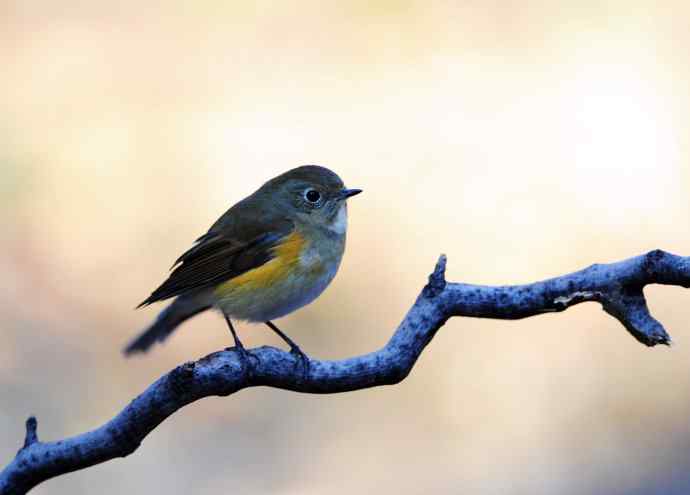 雌性红胁蓝尾鸲（13）