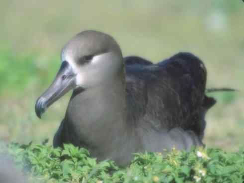 鸟类之最：漂泊信天翁